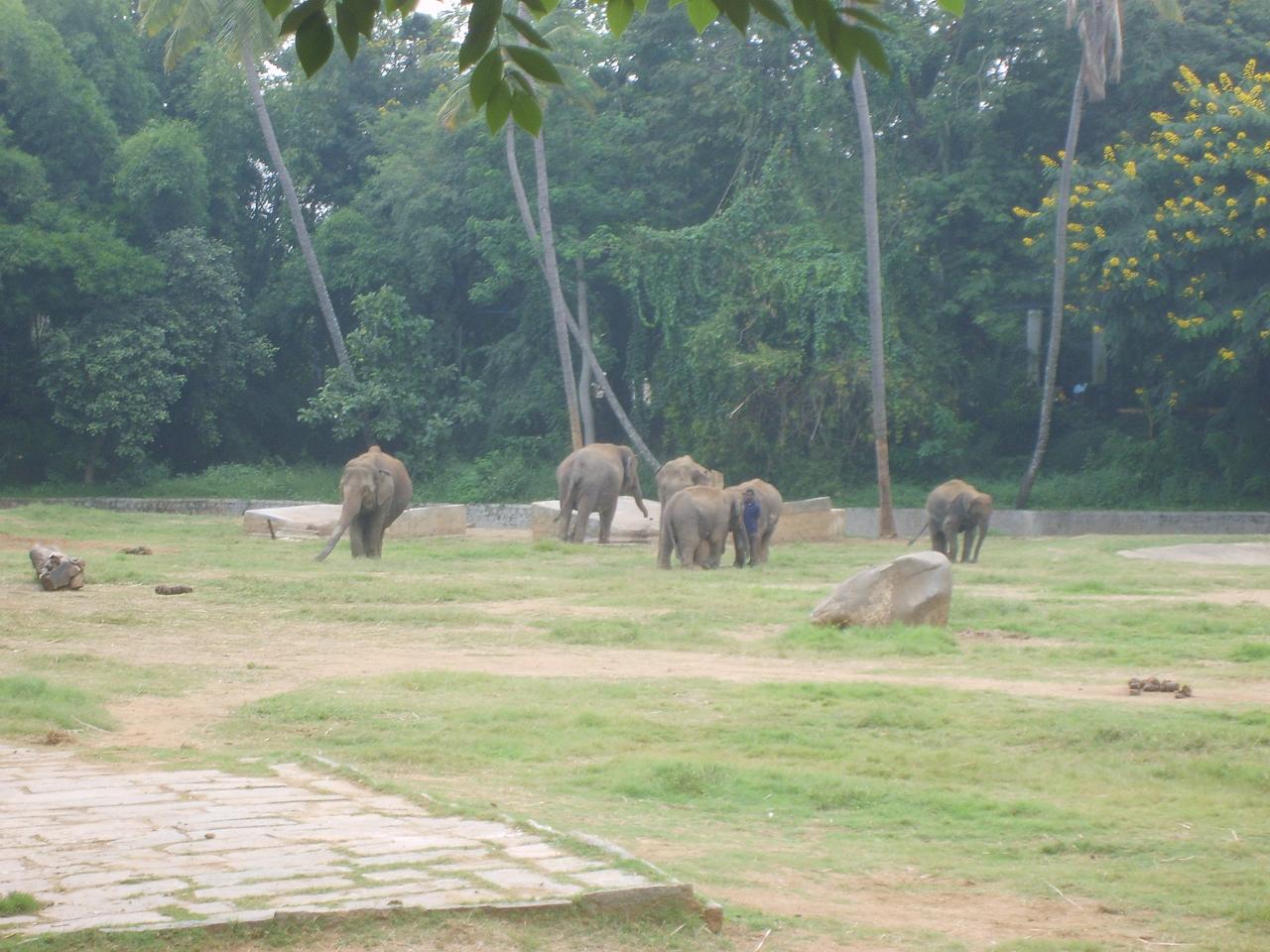 mysore_zoo134.jpg