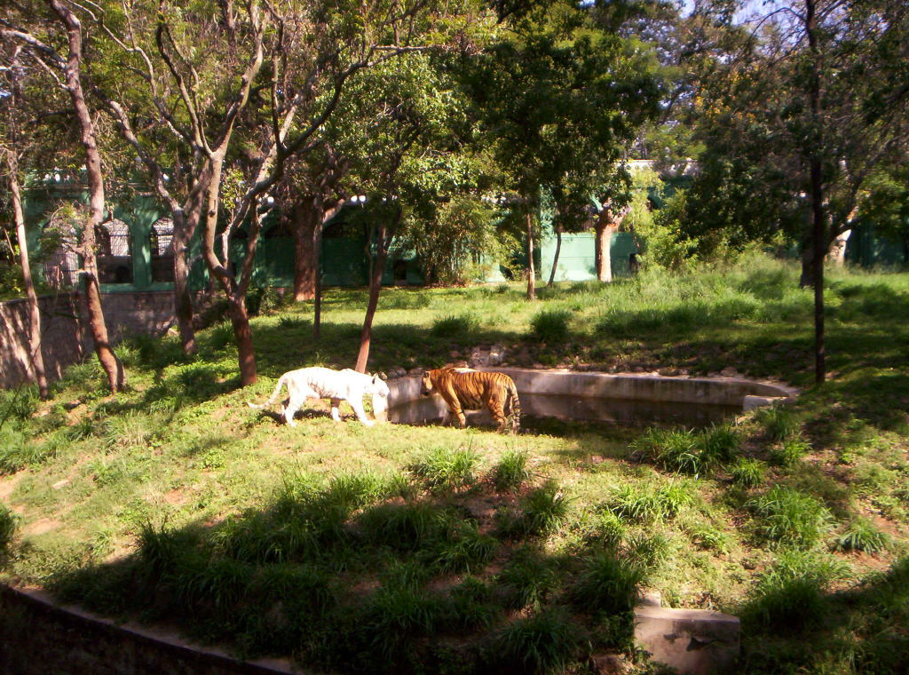 mysore_zoo295.jpg