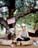 Meditation Tree