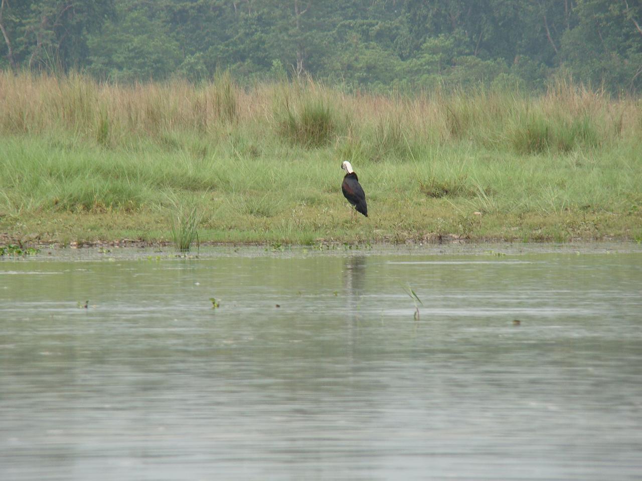 chitwan_canoe_safari021.jpg