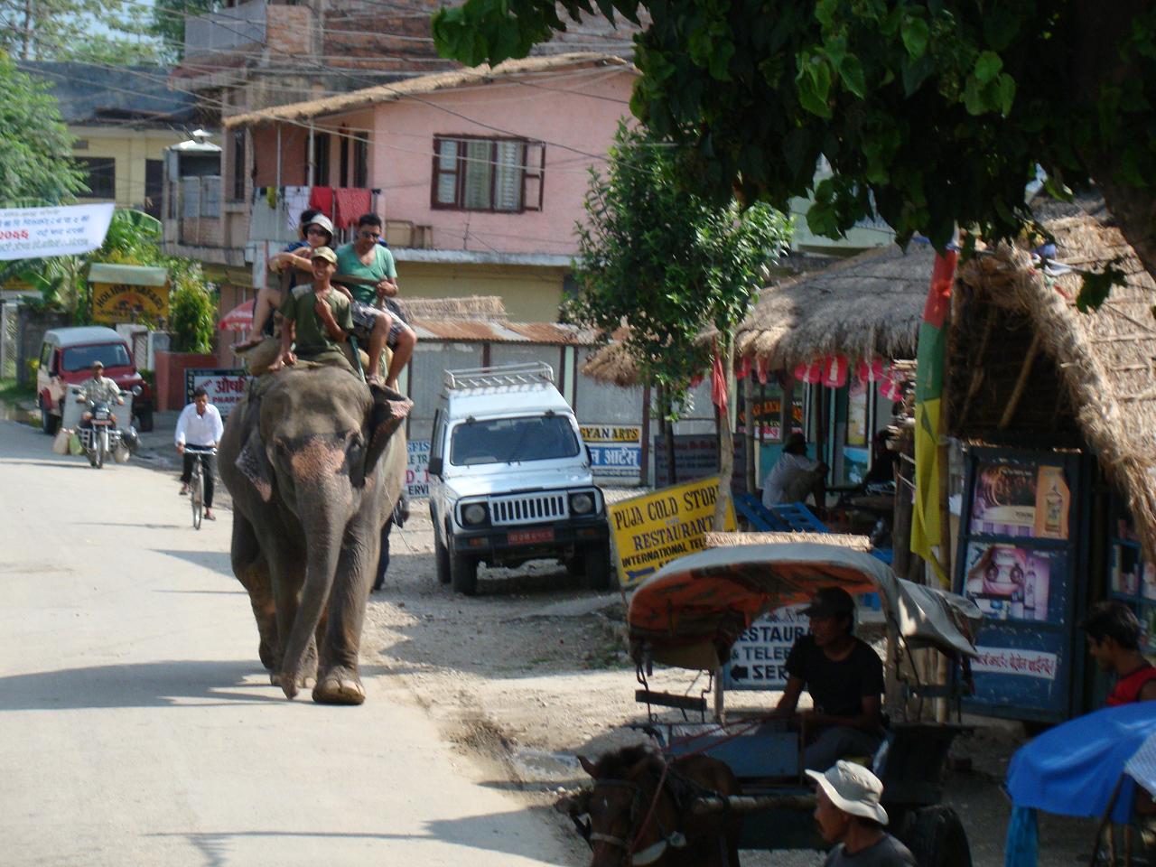 chitwan_elephant_safari004.jpg