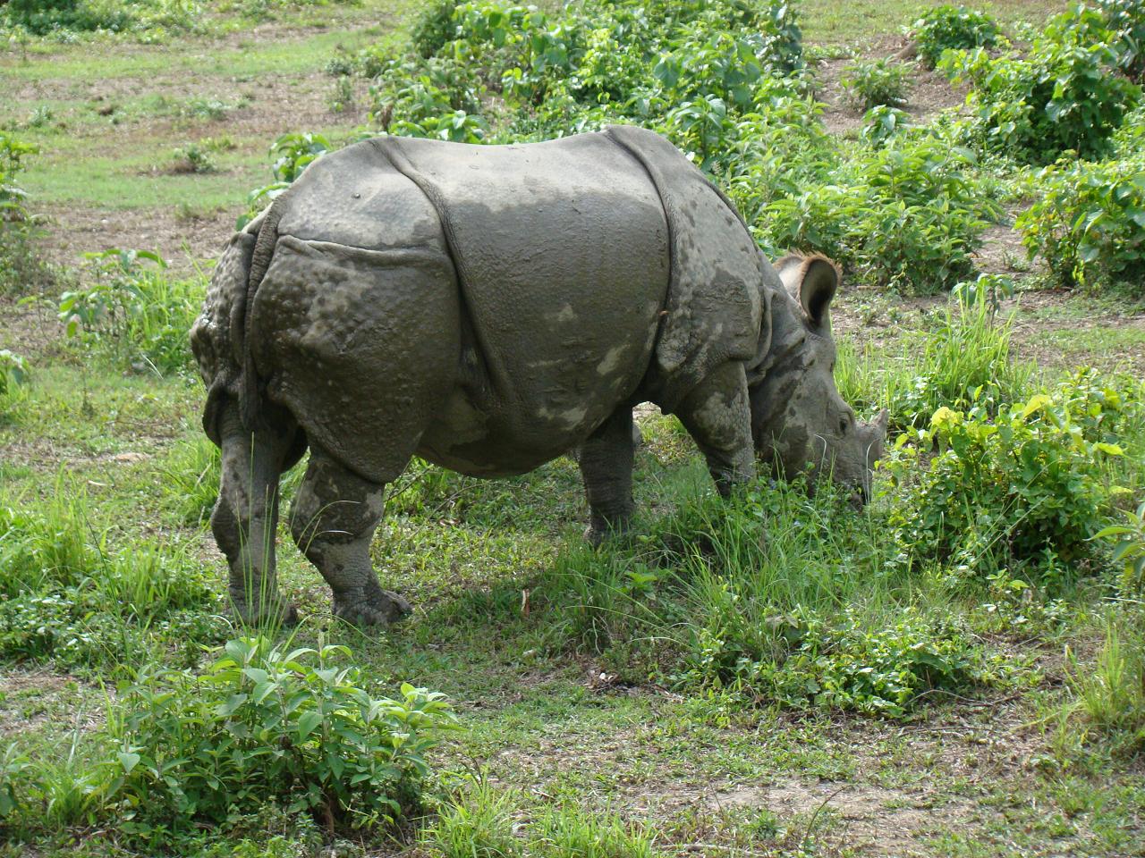chitwan_elephant_safari032.jpg