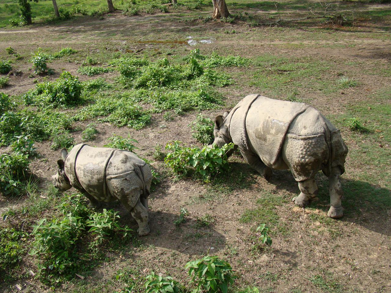 chitwan_elephant_safari035.jpg