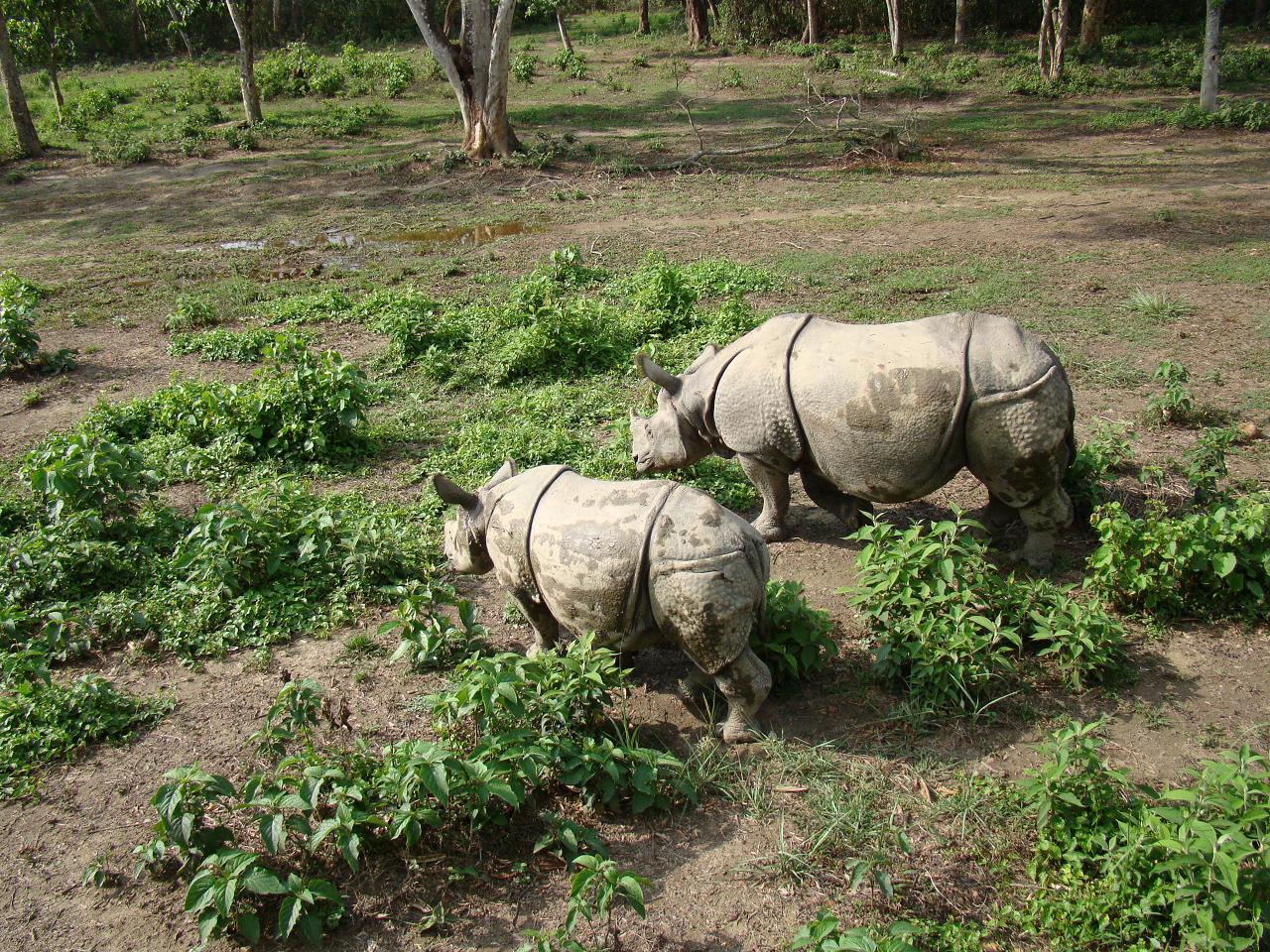 chitwan_elephant_safari036.jpg