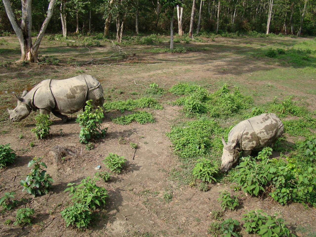 chitwan_elephant_safari038.jpg