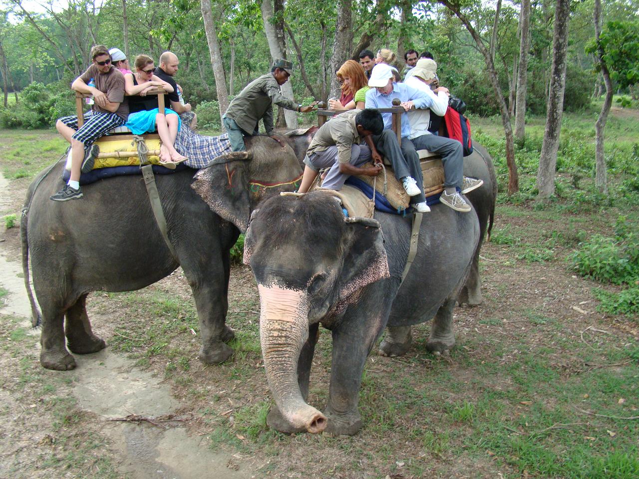 chitwan_elephant_safari050.jpg
