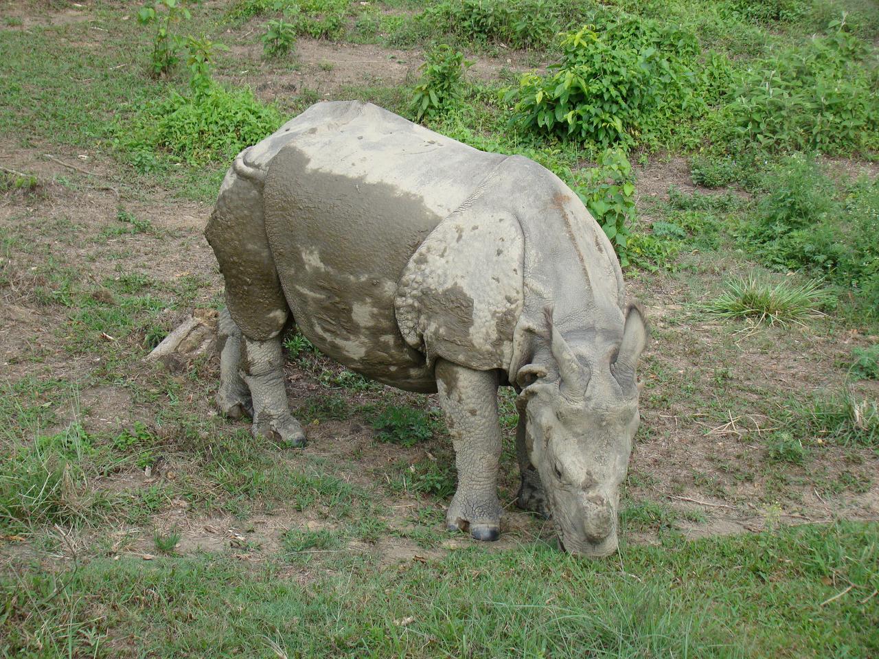 chitwan_elephant_safari055.jpg