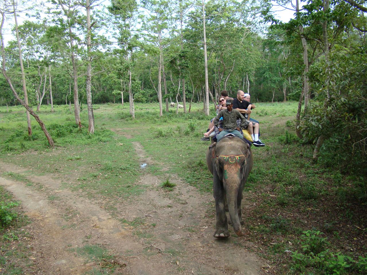 chitwan_elephant_safari062.jpg