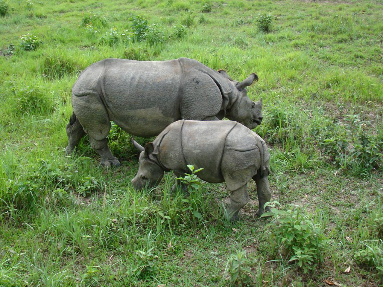 chitwan_elephant_safari065.jpg