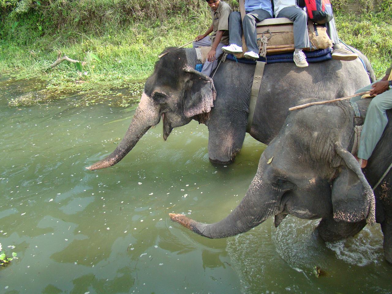 chitwan_elephant_safari102.jpg