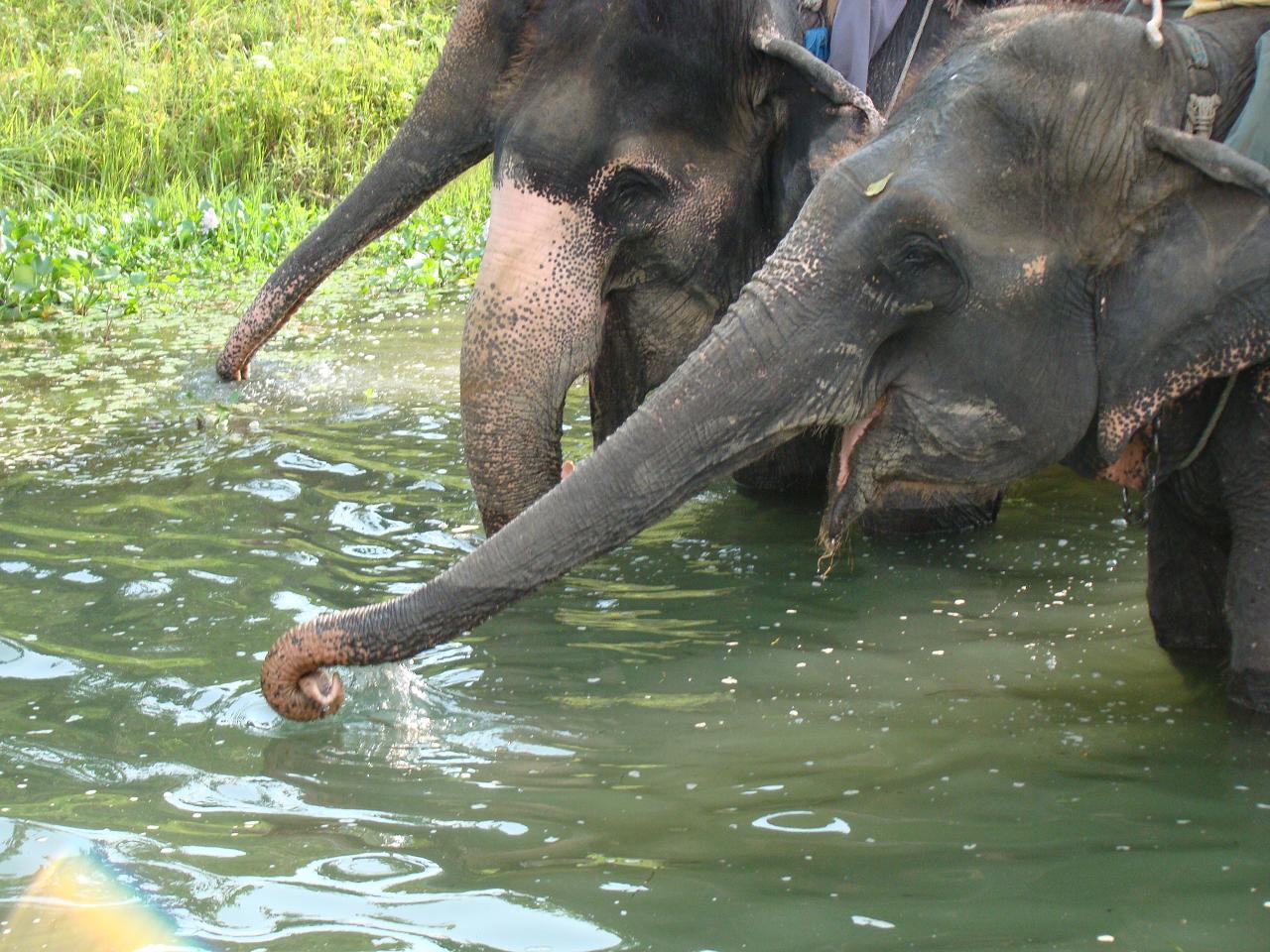 chitwan_elephant_safari108.jpg