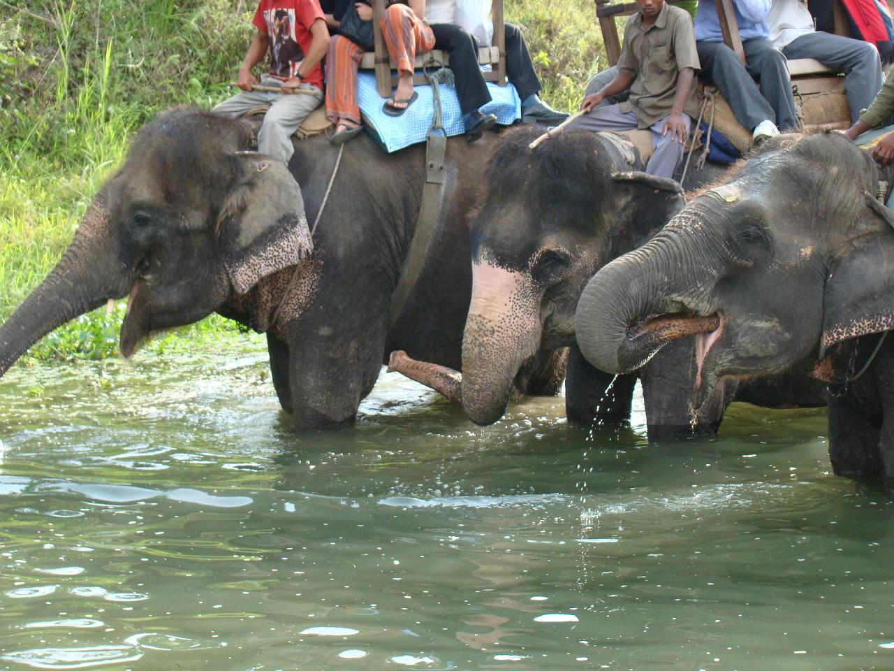 chitwan_elephant_safari110.jpg