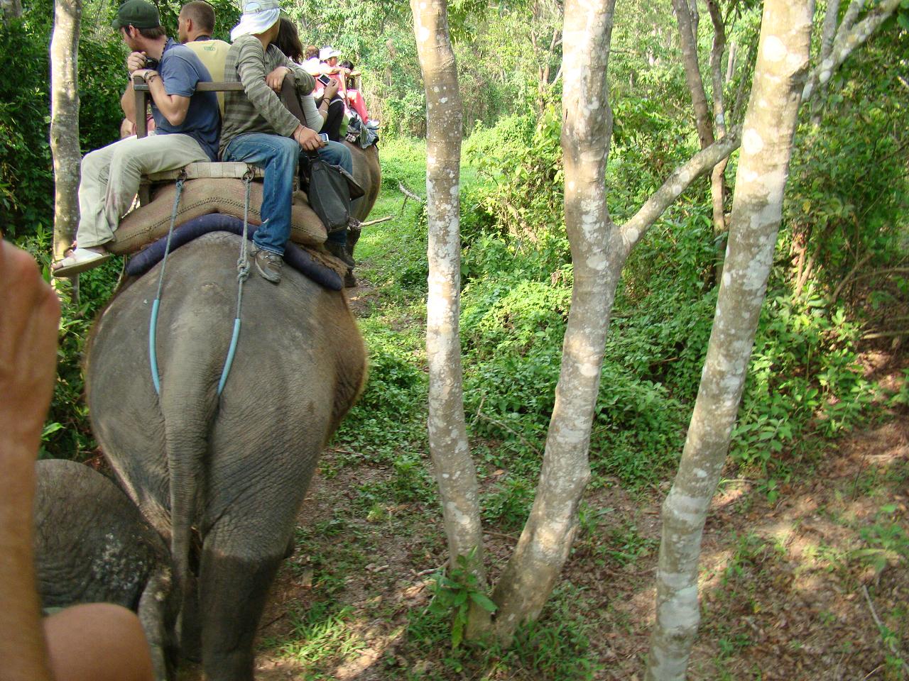 chitwan_elephant_safari119.jpg