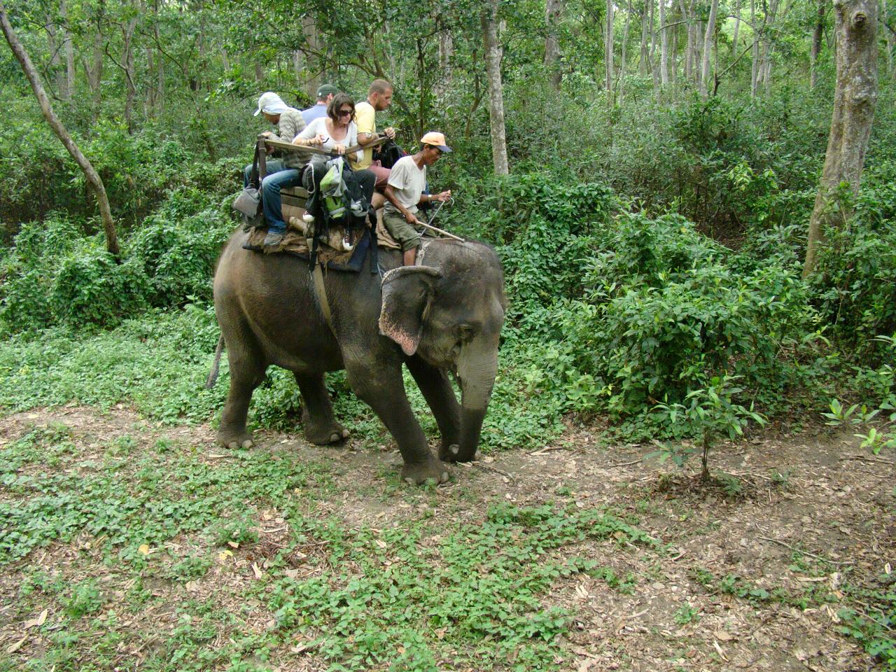 chitwan_elephant_safari129.jpg