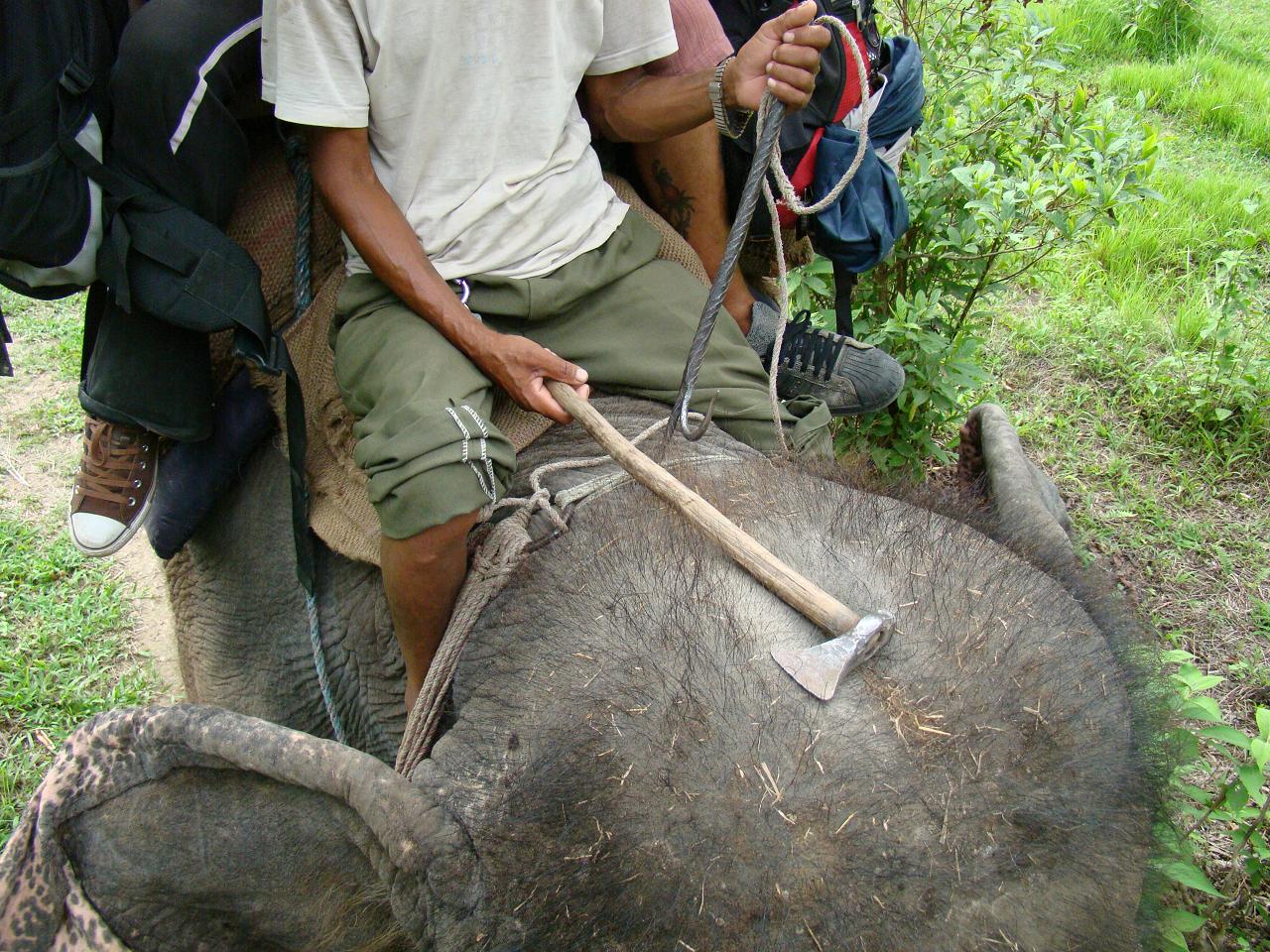 chitwan_elephant_safari135.jpg