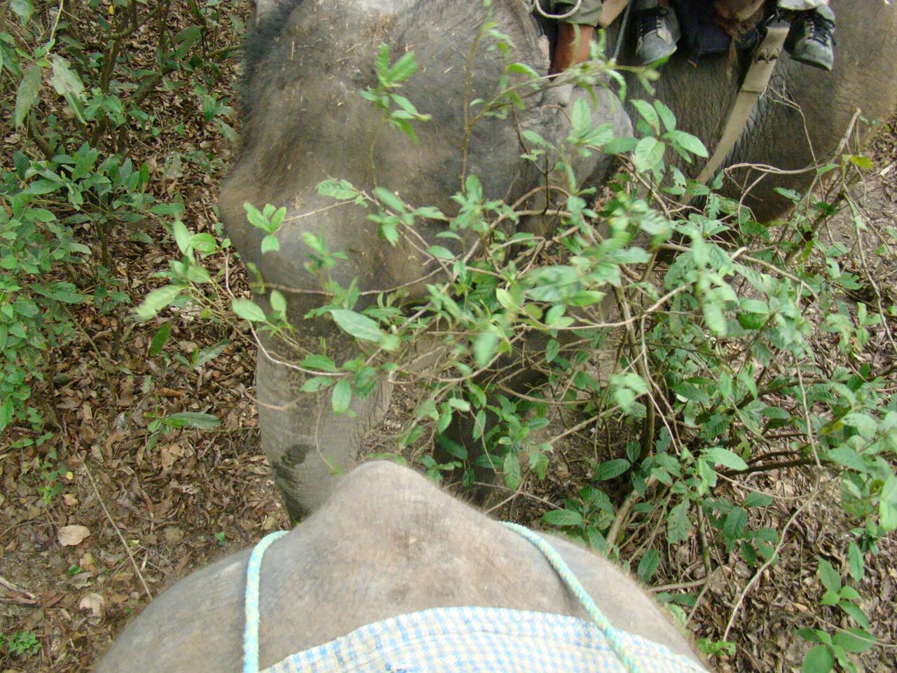 chitwan_elephant_safari142.jpg