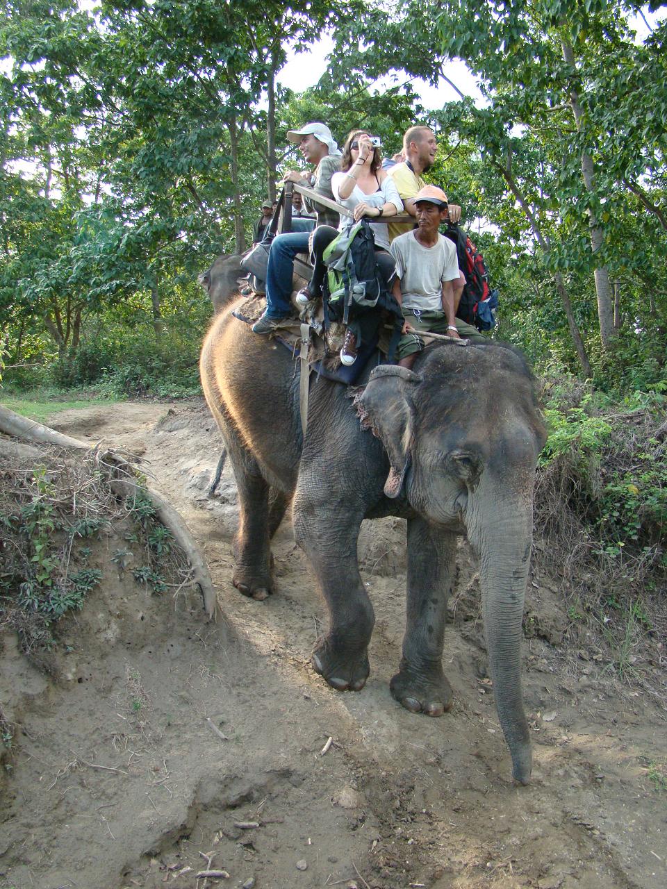 chitwan_elephant_safari147.jpg