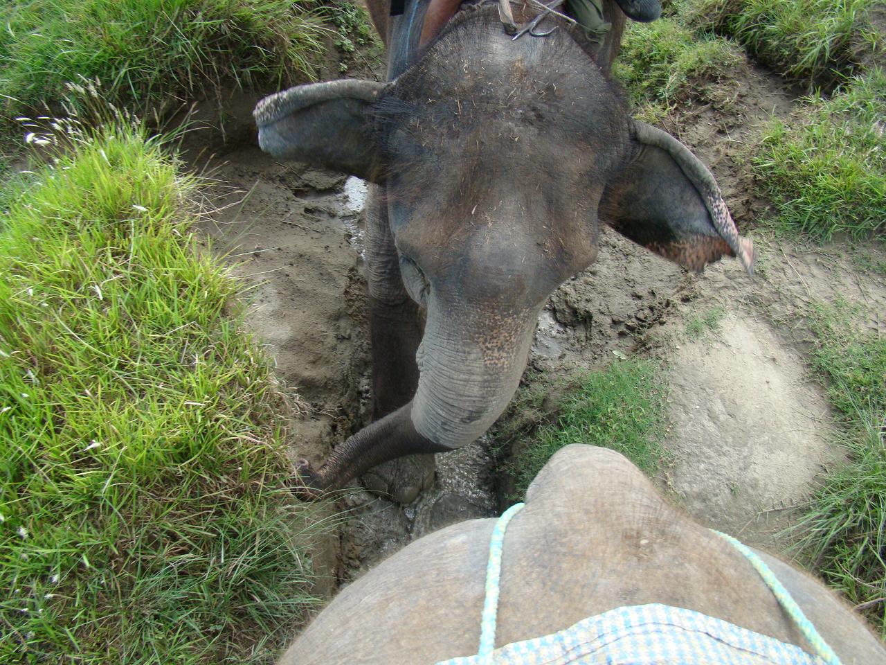 chitwan_elephant_safari159.jpg