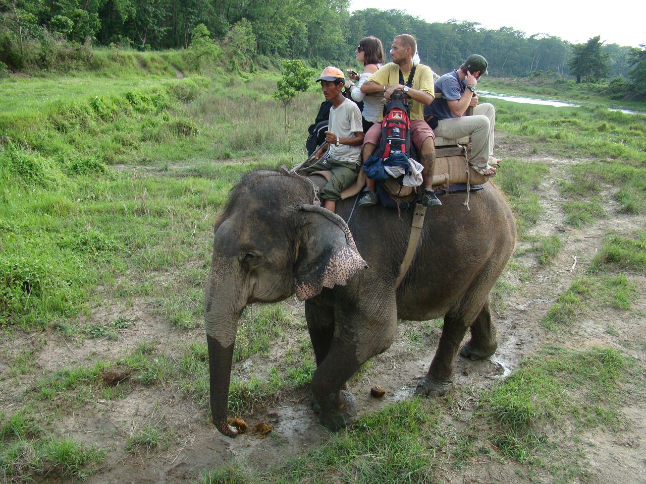 chitwan_elephant_safari161.jpg