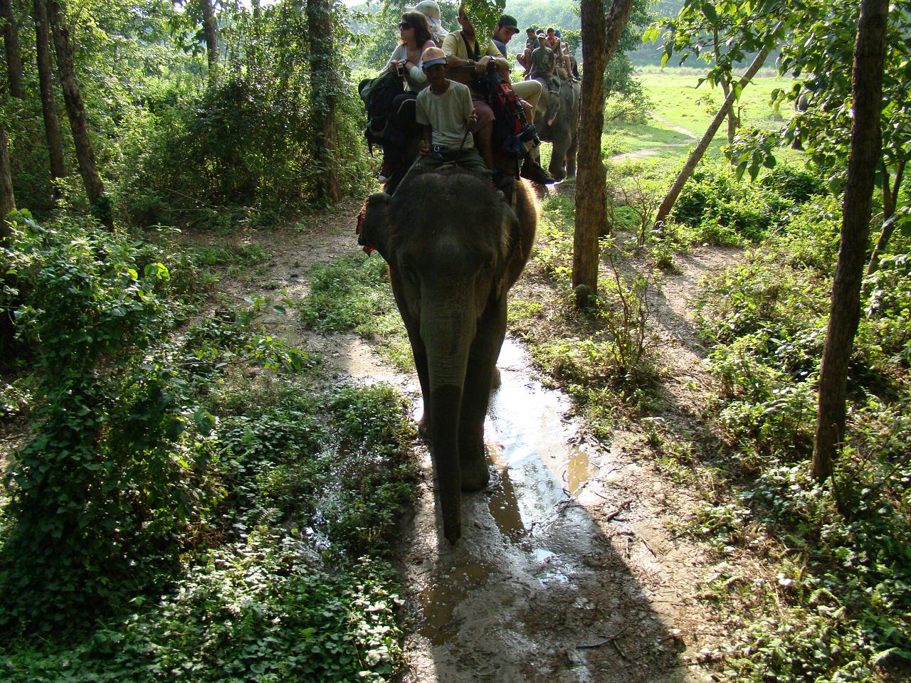 chitwan_elephant_safari166.jpg