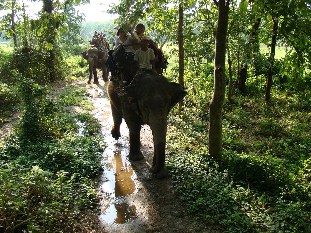 chitwan_elephant_safari167.jpg