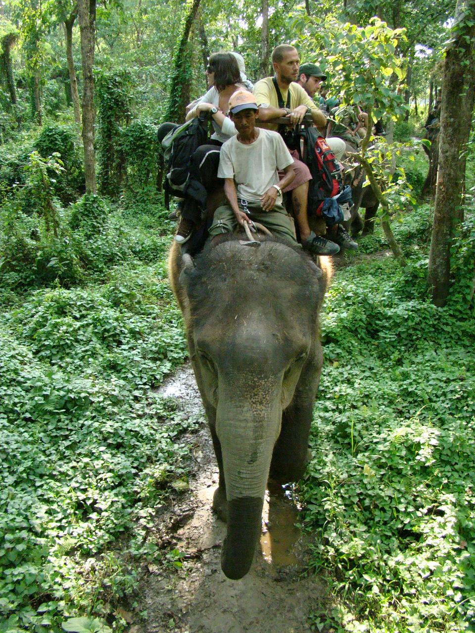 chitwan_elephant_safari172.jpg