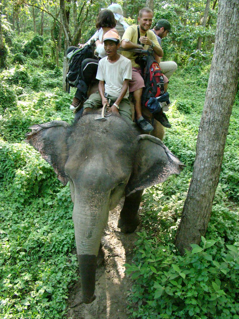 chitwan_elephant_safari174.jpg