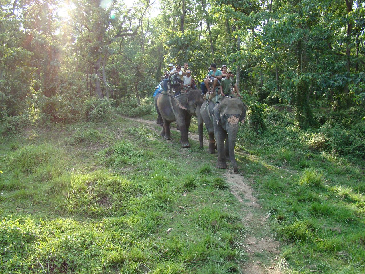 chitwan_elephant_safari181.jpg