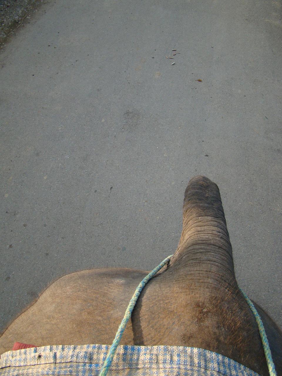 chitwan_elephant_safari233.jpg