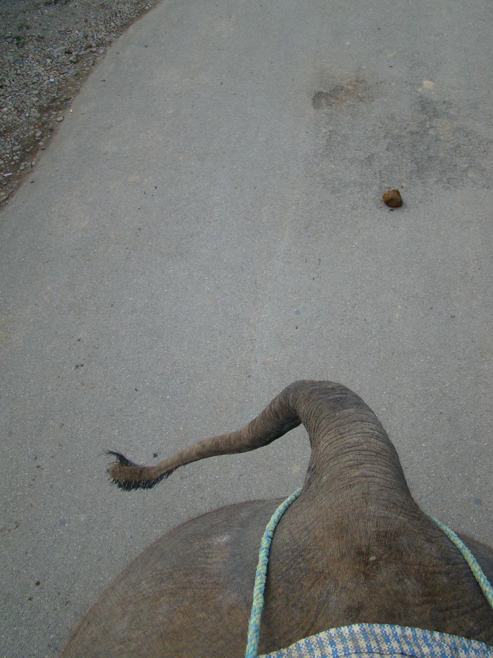 chitwan_elephant_safari234.jpg