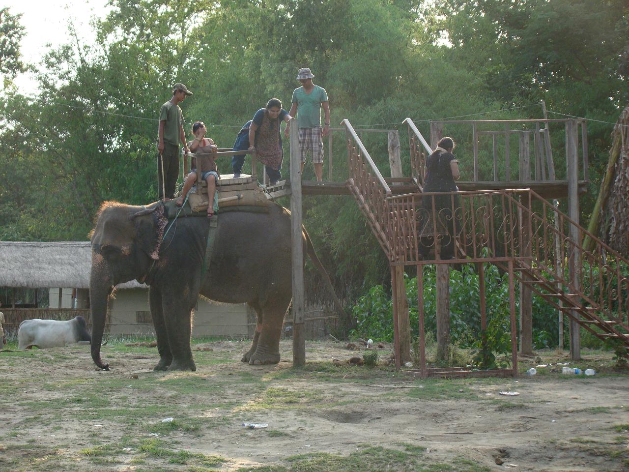 chitwan_elephant_safari236.jpg