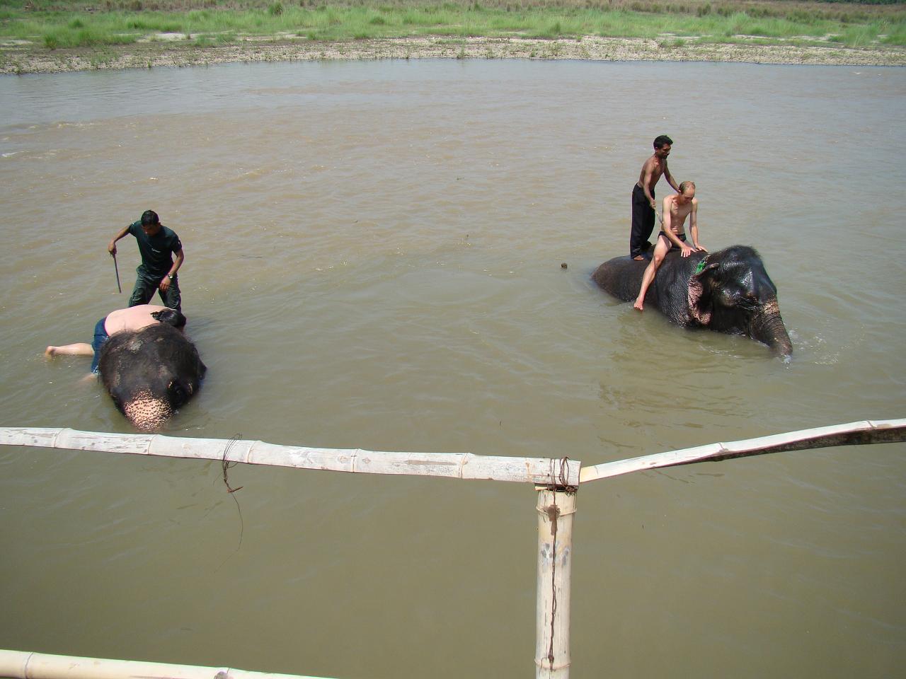 chitwan_elephants_bathing005.jpg