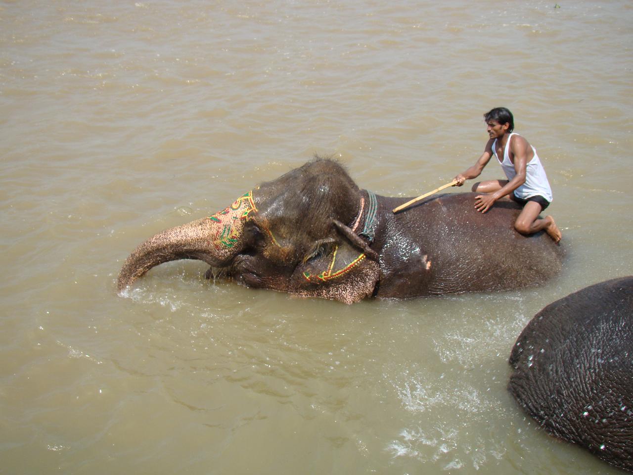 chitwan_elephants_bathing010.jpg