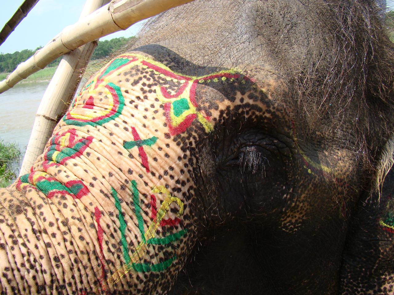 chitwan_elephants_bathing022.jpg