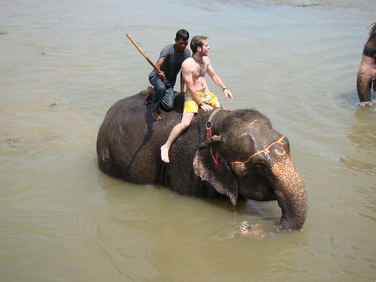 chitwan_elephants_bathing038.jpg