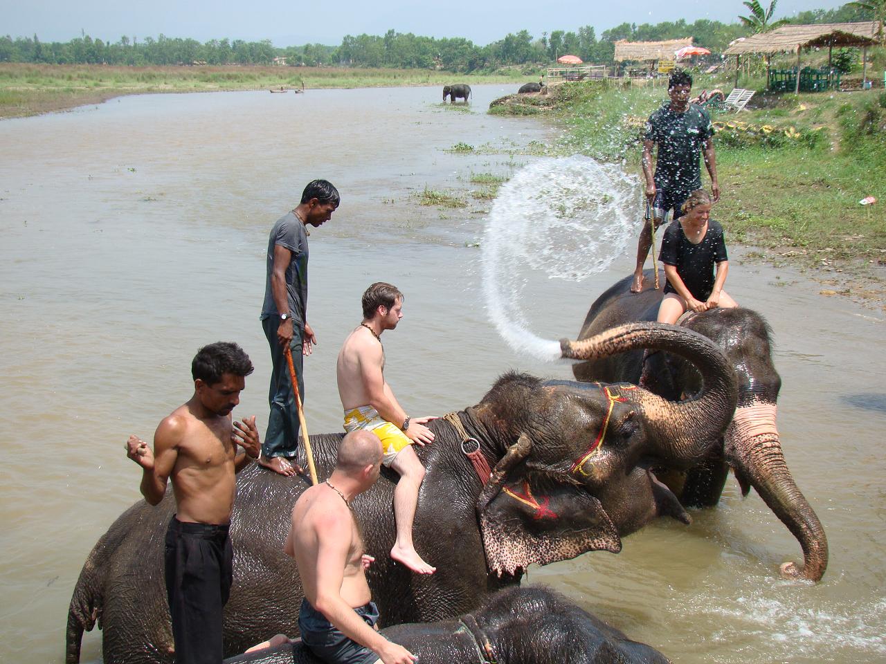 chitwan_elephants_bathing039.jpg