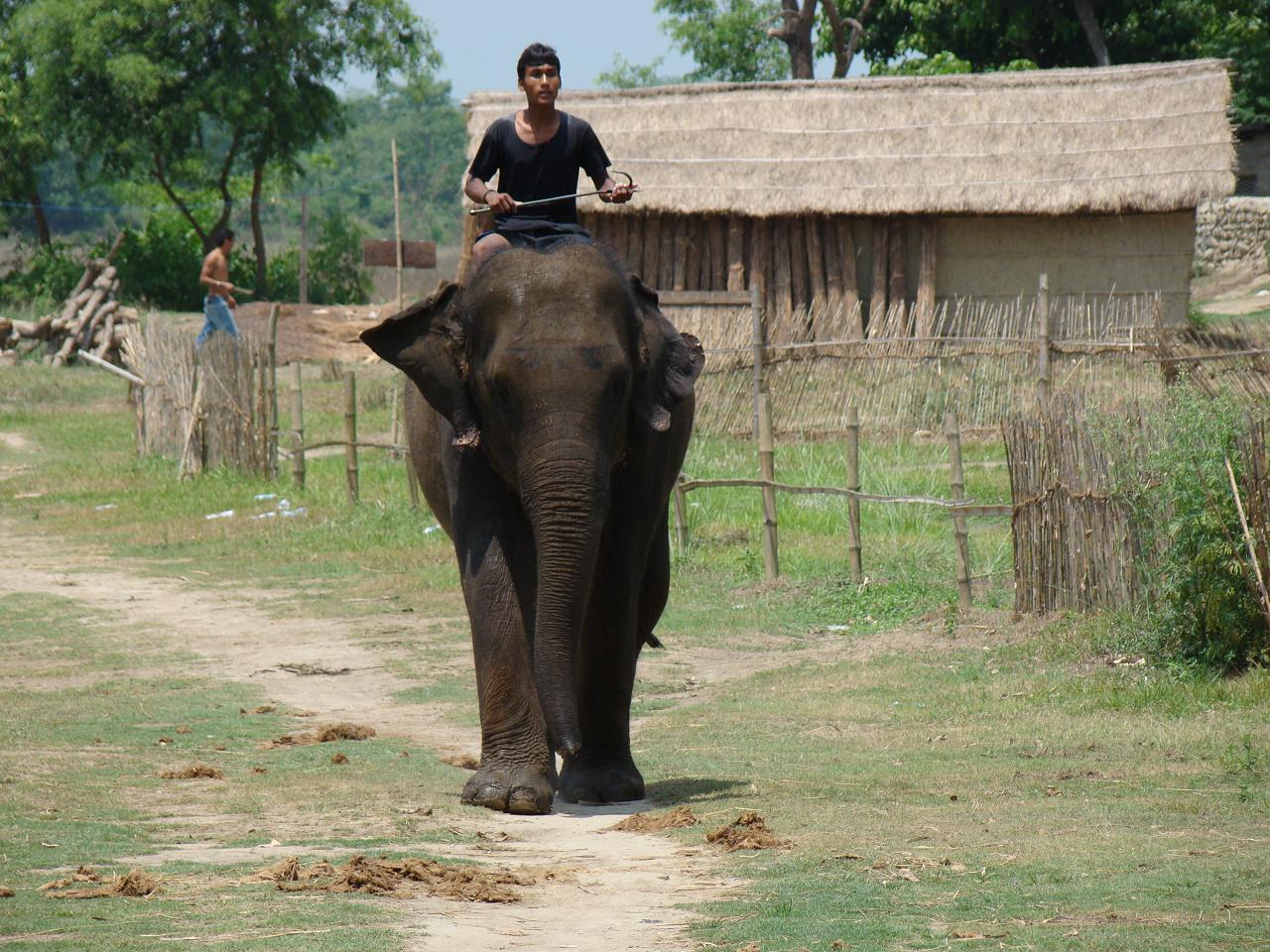 chitwan_elephants_bathing060.jpg