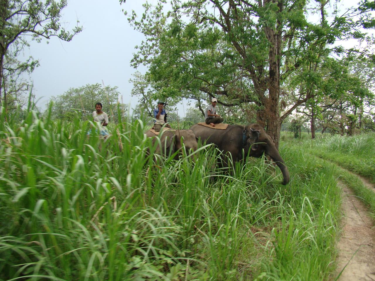 chitwan_jeep_safari024.jpg