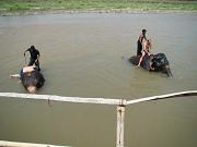chitwan_elephants_bathing005.htm