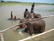 chitwan_elephants_bathing006.htm
