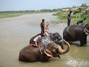 chitwan_elephants_bathing014.htm