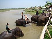 chitwan_elephants_bathing019.htm