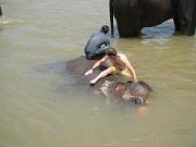 chitwan_elephants_bathing030.htm