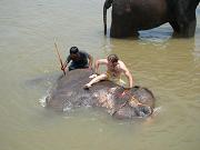 chitwan_elephants_bathing032.htm