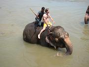 chitwan_elephants_bathing038.htm