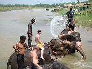 chitwan_elephants_bathing039.htm