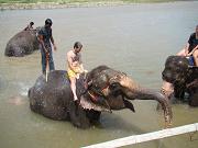 chitwan_elephants_bathing040.htm
