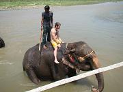 chitwan_elephants_bathing041.htm