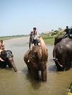 chitwan_elephants_bathing044.htm