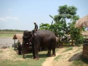 chitwan_elephants_bathing048.htm